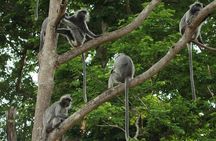 Silver Leaf Monkeys and Firefly Tour with Boat Ride and Seafood Dinner 