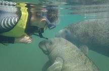 Swim with Manatees: Eco-Educational Tour in Crystal River