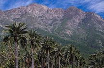 Darwin's Route: Traversing the Chilean Palm Forest