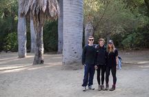 Darwin's Route: Traversing the Chilean Palm Forest