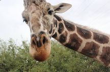 Out of Africa Wildlife Park Admission Ticket