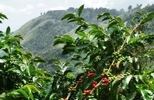 Blue Mountain Coffee Tour From Runaway Bay