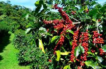 Blue Mountain Coffee Tour From Runaway Bay