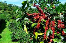Blue Mountain Coffee Tour from Ocho Rios
