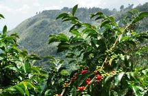 Blue Mountain Coffee Tour from Ocho Rios