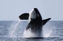 Vancouver's Intimate West Coast Whale Watching Experience