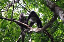 Monkey River Wildlife Encounters and Manatee Watch