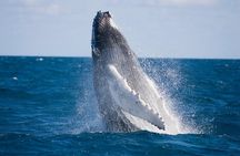 Whale-Watching and Orange County Beaches Tour from Anaheim