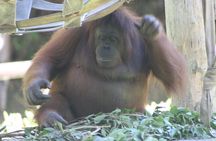Lok Kawi Wildlife Park