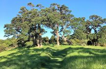 Waiheke Island Bush & Beach Walk