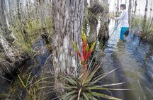 Everglades Tour w/ Biologist Led WET walk + 2 Boat Trips + Lunch!