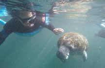 Manatee Snorkeling Tour with Photographer