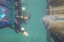 Manatee Snorkeling Tour with Photographer