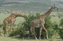 Amboseli National Park Day Tour from Nairobi