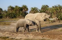 Amboseli National Park Day Tour from Nairobi