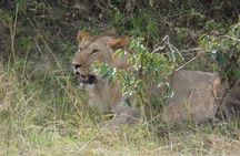 Masai Mara Full Day Tour from Nairobi, Naivasha or Nakuru