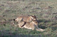 Samburu National Park Day Tour Nyeri