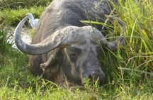 2 Days Amboseli National park safari package