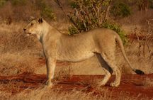 Tsavo National Park Small group Day trip 