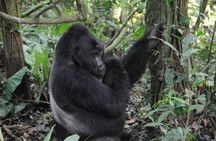 3 Days Gorilla trekking Safari Uganda, Bwindi Impenetrable Forest