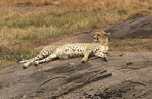 Kenya safari: Maasai Mara, Naivasha, Nakuru & Amboseli Safari