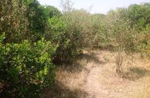 Hiking Tour: Mt Longonot Day tour