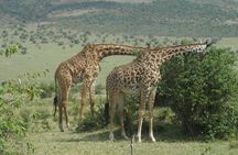 3-days Maasai mara migration safari from Mombasa town