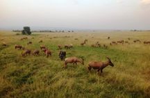Nairobi park, steamark birds, Girraffe center & bomas