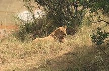 Lake Nakuru National Park Day Tour