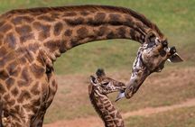 Giraffe Center and David Sheldrick Elephant Orphanage Tour