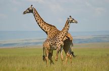 3 Days Masai Mara Group Joining