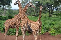 Giraffe Center Half-Day Trip from Nairobi