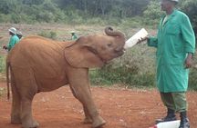 Nairobi National Park, Giraffe Center and Elephant Orphanage Day Tour from Nairobi