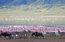 Lake Manyara National Park Guided Day Trip From Arusha