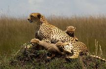3 Days Masai Mara Group Joining