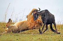 Daily Departures: 4 Day Masai Mara Camping Guided Safari From Nairobi