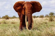 Private 5 Days Tour to Amboseli Tsavo West and Tsavo East National Park