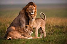4 Days Masai Mara and Lake Nakuru Luxury Safari on 4x4 Jeep