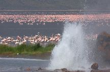2 Days Flamingo Tour to Lake Bogoria & Lake Nakuru From Nairobi