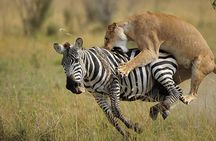 3 Day Maasai Mara Group Joining Camping Safari - Daily Departures