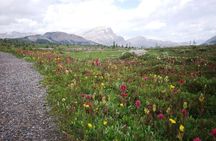 Sunshine Meadows Vistas - Guided Hike (Easy)