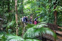 Daintree Rainforest and Mossman Gorge: Full Day Tour