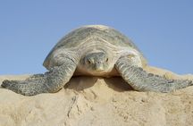 5 Days Jewels Of Oman Package