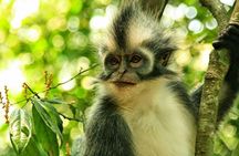 Private Full-Day Bukit Lawang Trekking Tour From Medan