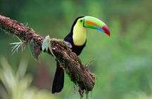 Early Bird Watching Tour