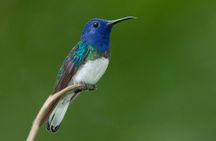 Early Bird Watching Tour