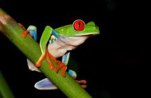 Frog Watching Jungle Night Walk