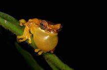 Frog Watching Jungle Night Walk