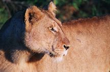 Full Day Kruger National Park Game Drive