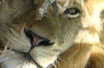 Kruger National Park Private Guided Tour